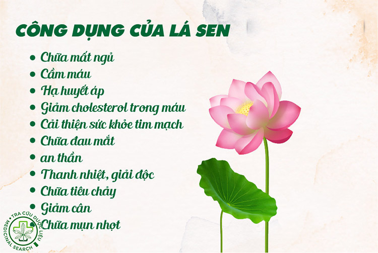 Tác dụng của lá sen với cơ thể khi giảm cân 1