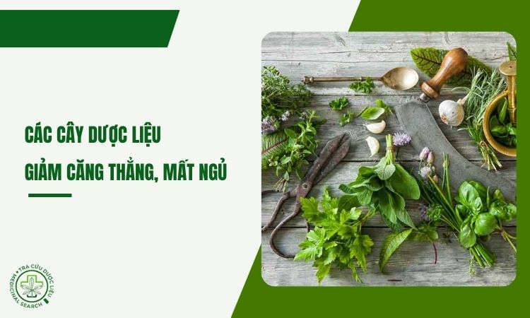 Các cây dược liệu giúp giảm căng thẳng – mất ngủ 1