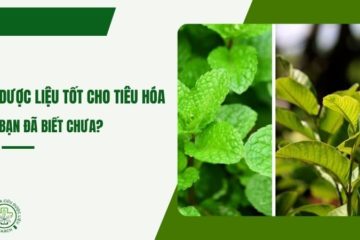 Những cây dược liệu tốt cho hệ tiêu hóa