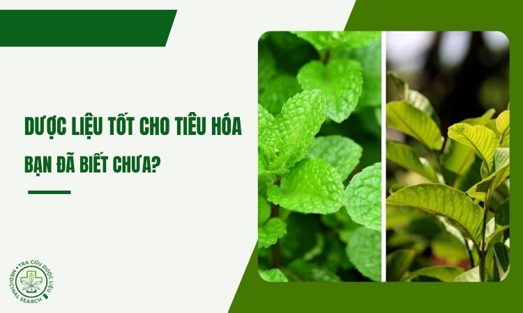 Những cây dược liệu tốt cho hệ tiêu hóa 1