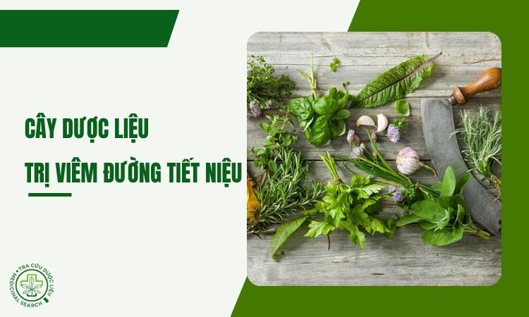 Cây dược liệu trị viêm đường tiết niệu – dùng sao cho hiệu quả 1