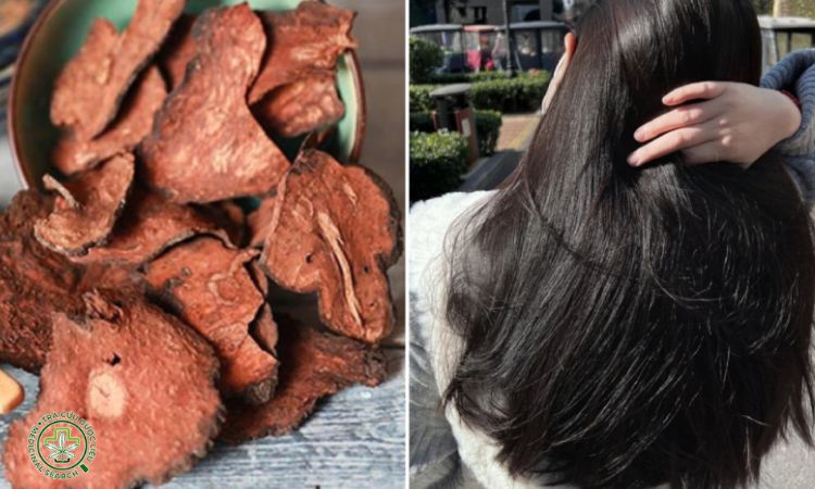 Hà thủ ô – Cây thuốc bổ huyết, đen tóc, giảm rụng từ gốc 1