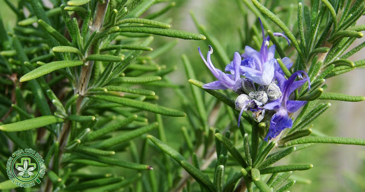 7. Lá hương thảo – giảm mệt mỏi, tăng lưu thông máu 1