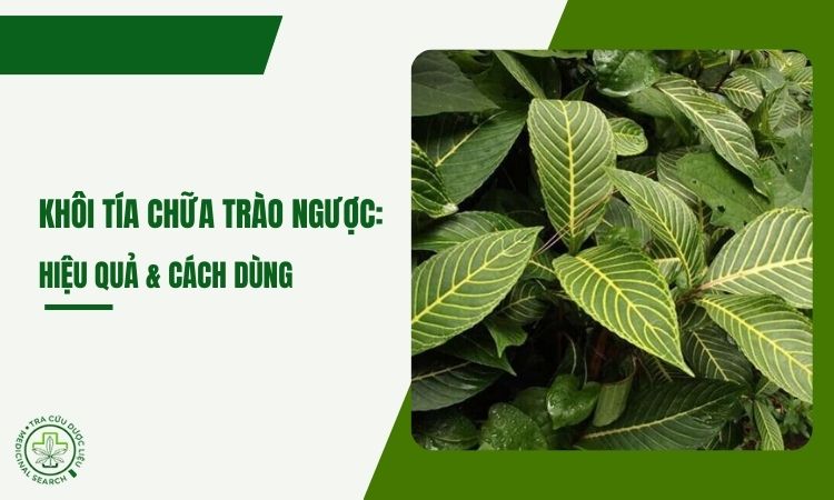 Khôi tía chữa trào ngược: hiệu quả & cách sắc uống 1 Khôi tía chữa trào ngược: hiệu quả & cách sắc uống 1