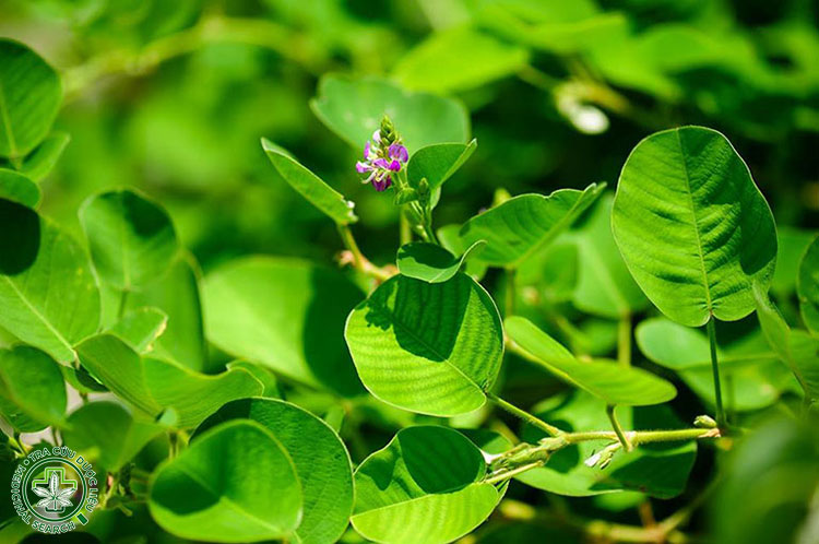 2. Kim tiền thảo – hỗ trợ kháng viêm, ngừa sỏi 1