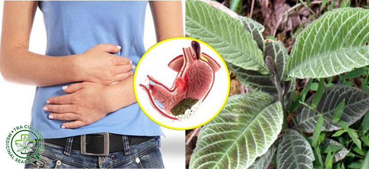 8. Khôi tía – Giảm trào ngược, giảm viêm loét dạ dày 1