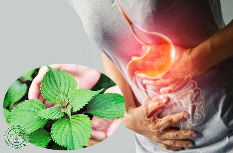 Công dụng trong tiêu hóa – dạ dày 1 Công dụng trong tiêu hóa – dạ dày 1