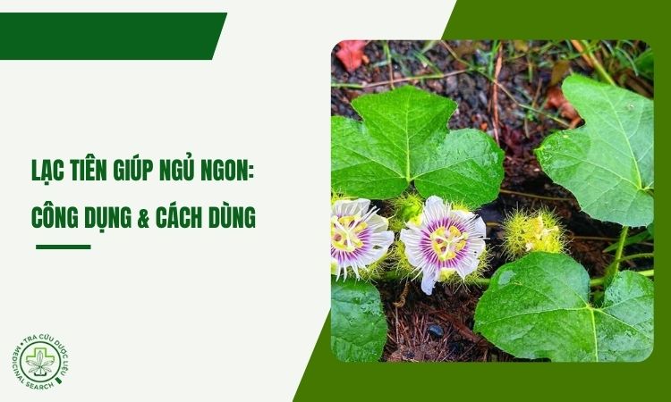 Lạc tiên giúp ngủ ngon: Công dụng, cách dùng 1 Lạc tiên giúp ngủ ngon: Công dụng, cách dùng 1