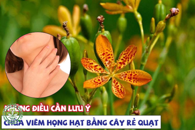 Lưu ý quan trọng khi dùng cây rẻ quạt chữa viêm họng 1 Lưu ý quan trọng khi dùng cây rẻ quạt chữa viêm họng 1