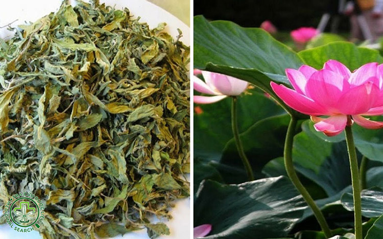 Lưu ý quan trọng khi dùng lá sen giảm cân 1