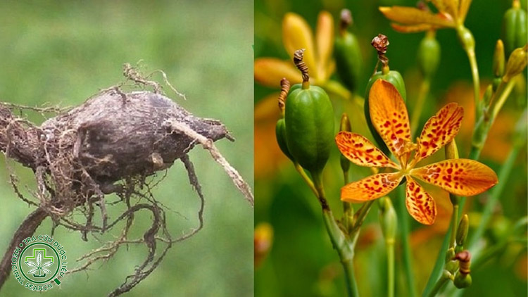 1. Ngậm rễ rẻ quạt tươi 1 1. Ngậm rễ rẻ quạt tươi 1