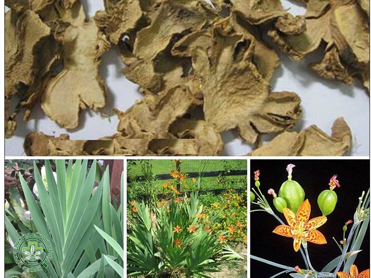 Cây rẻ quạt chữa viêm họng hiệu quả thế nào? 1 Cây rẻ quạt chữa viêm họng hiệu quả thế nào? 1