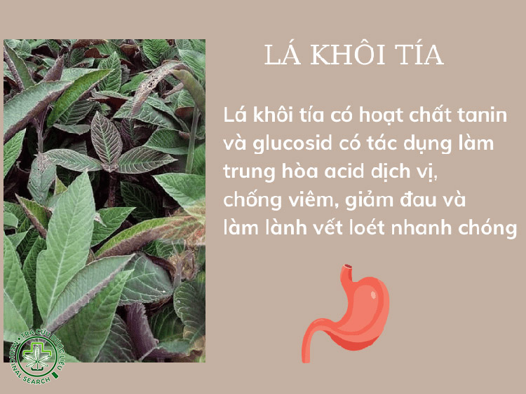 Khôi tía chữa trào ngược dạ dày có hiệu quả không? 1 Khôi tía chữa trào ngược dạ dày có hiệu quả không? 1