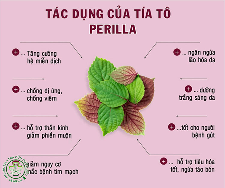25 công dụng của cây tía tô trong dân gian & y học hiện đại 1 25 công dụng của cây tía tô trong dân gian & y học hiện đại 1