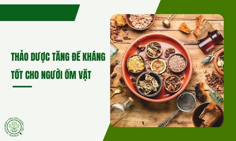 Các loại thảo dược tăng sức đề kháng cho người hay ốm vặt 1