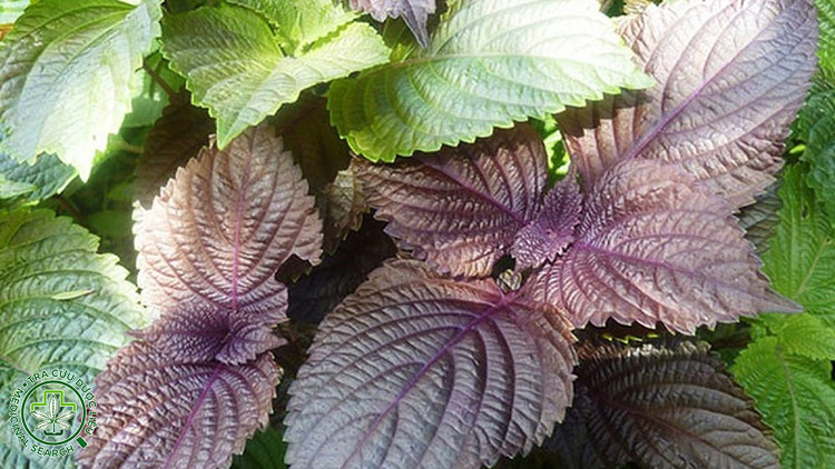 5. Tía tô – tăng thân nhiệt, giảm tụt huyết áp do lạnh bụng 1