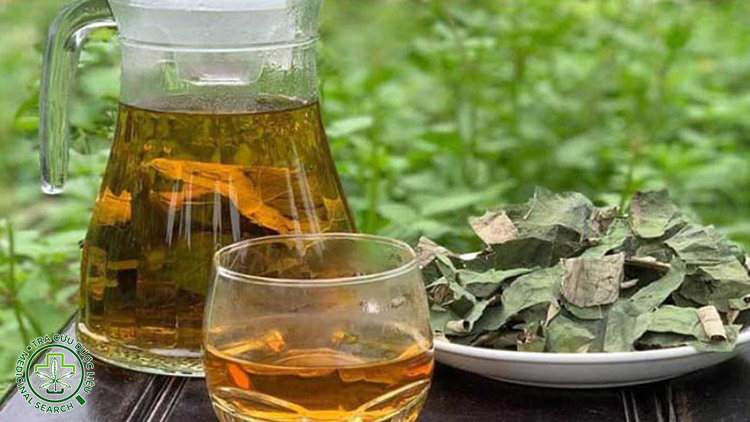 Cách pha trà lá sen giảm cân đúng chuẩn 1