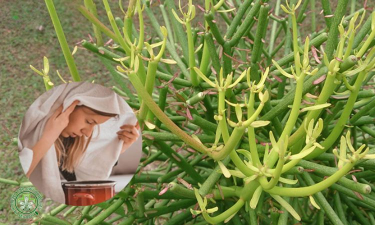 Cách dân gian dùng cây giao chữa viêm xoang 1