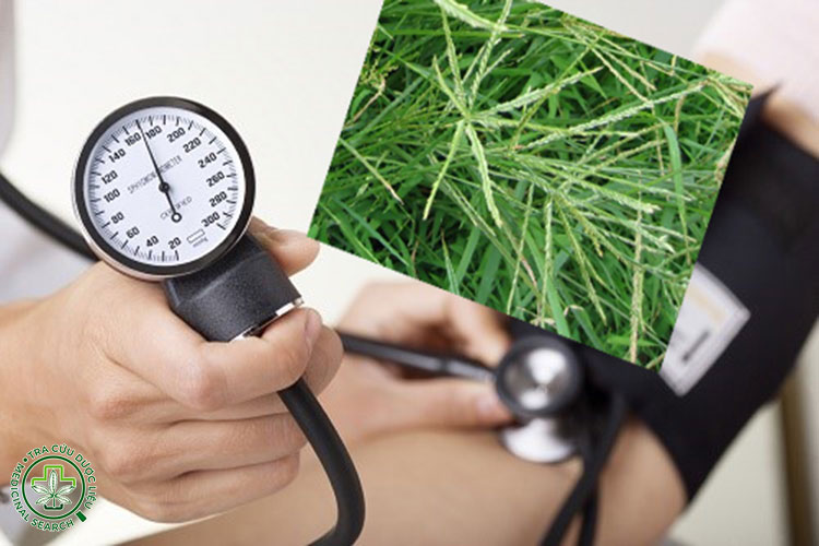 Cỏ mần trầu có thực sự giúp hạ huyết áp không? 1