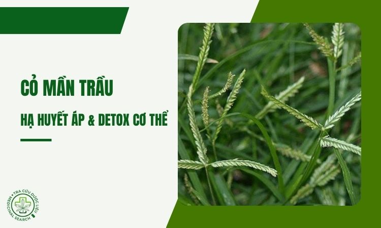 Cách dùng cỏ mần trầu (Eleusine indica) để hạ huyết áp & detox cơ thể 1