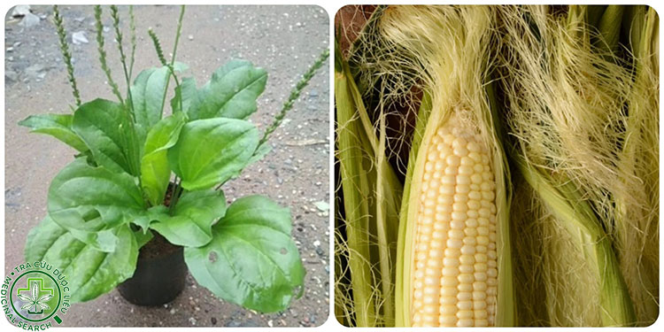 Kết hợp cỏ mần trầu với râu ngô hoặc mã đề 1