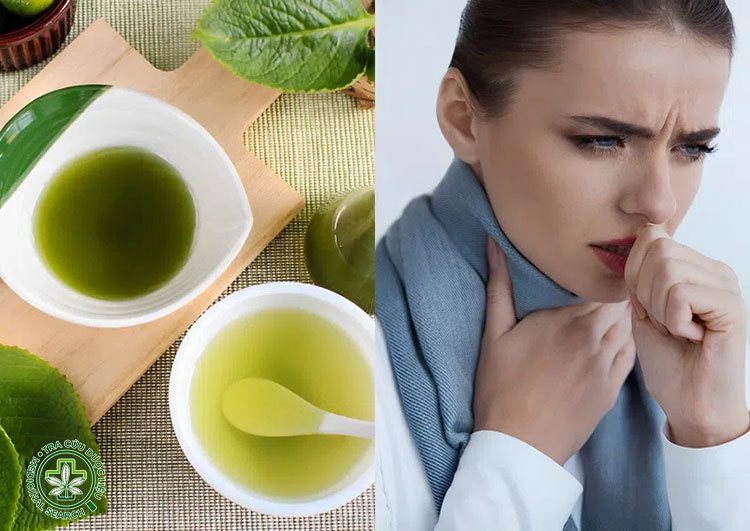 Cách 1: Đun nước lá húng chanh uống hằng ngày 1