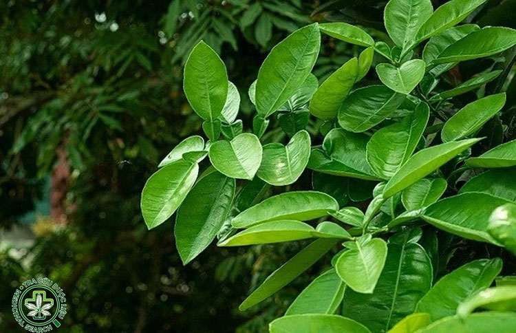 Khi nào nên xông lá bưởi để giải cảm? 1