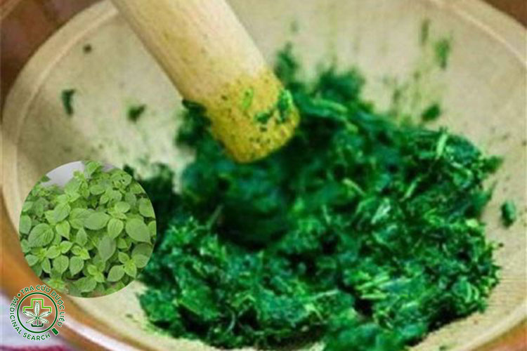 Giã lá kinh giới pha nước uống 1