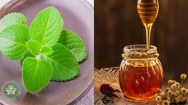 Cách 2: Hấp lá húng chanh với mật ong 1