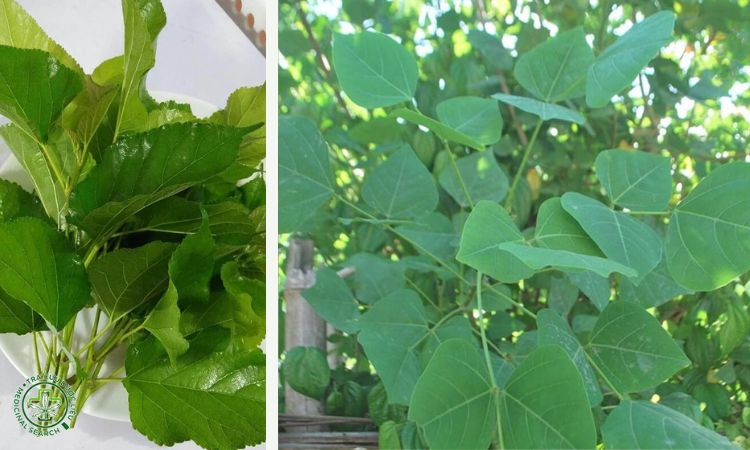 3. Kết hợp lá dâu tằm và lá vông nem 1