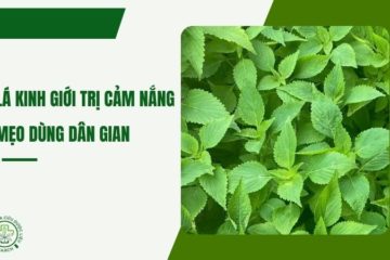 Mẹo dùng lá kinh giới trị cảm nắng – công thức trong dân gian