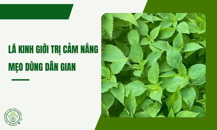 Mẹo dùng lá kinh giới trị cảm nắng – công thức trong dân gian 1