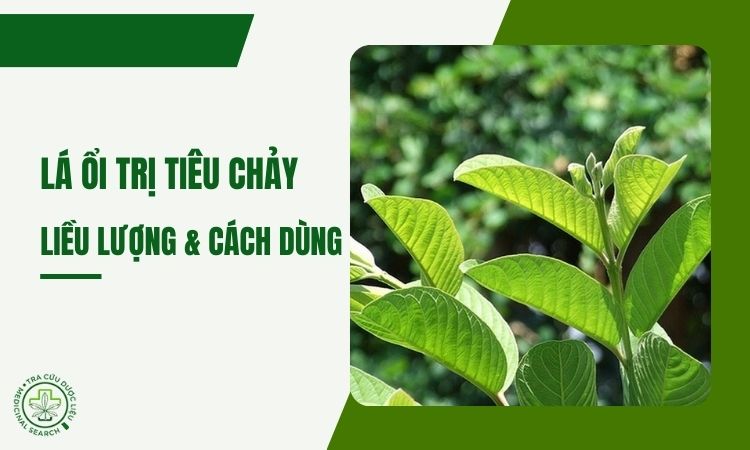 Mẹo dùng lá ổi trị tiêu chảy tại nhà – liều lượng & cách dùng 1
