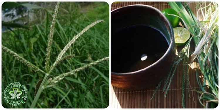 Liều dùng & thời gian sử dụng cỏ mần trầu an toàn 1