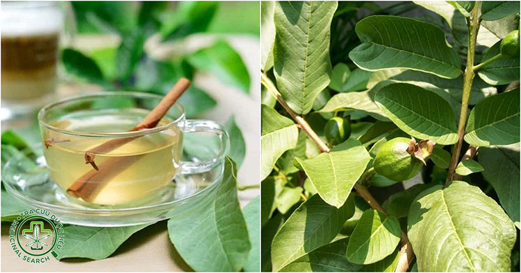 Lưu ý khi dùng lá ổi trị tiêu chảy hiệu quả 1