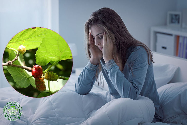 Lưu ý quan trọng khi dùng lá dâu tằm trị mất ngủ 1