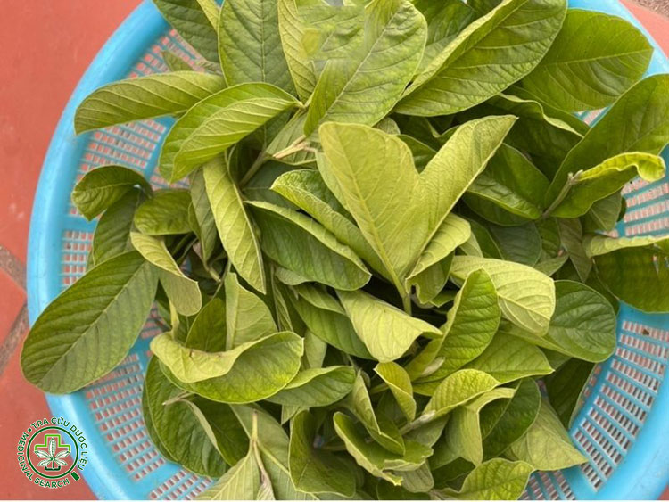 2. Nhai lá ổi tươi 1