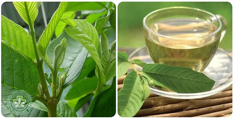 1. Nấu nước lá ổi uống trị tiêu chảy 1