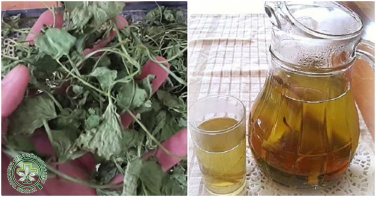 Hướng dẫn cách nấu nước rau má khô 1 Hướng dẫn cách nấu nước rau má khô 1