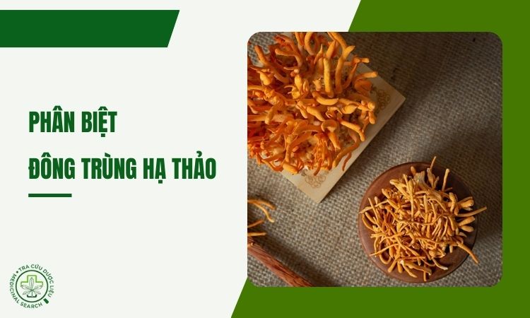 Phân biệt dược liệu Đông trùng hạ thảo thật – giả 1