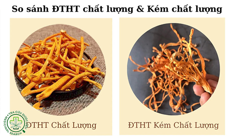 Cách phân biệt Đông trùng hạ thảo thật – giả 1