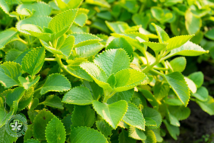 Nguyên liệu làm nước lá húng chanh trị viêm họng 1