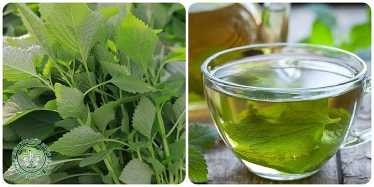 Uống nước lá kinh giới giải cảm nắng 1